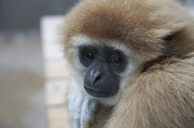 The white-handed gibbon “Sakura” that approaches us.  (photographed November 27, 2019)