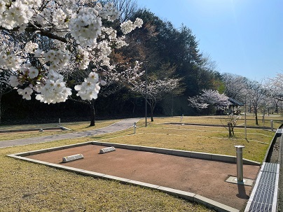 campsakura