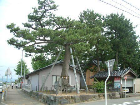 浜開発町　神木の松