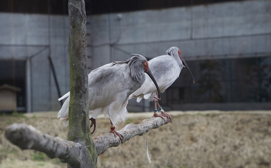 The crested ibis at the beginning of the breeding season. Change of body color to gray-black (photographed on March 31, 2019)