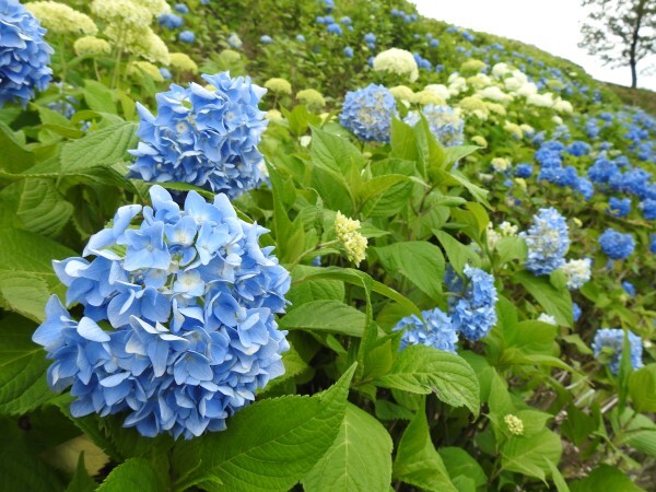 アジサイ