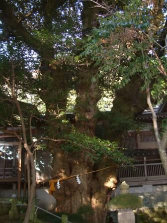 狭野神社社叢2