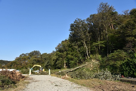 和田山伐採