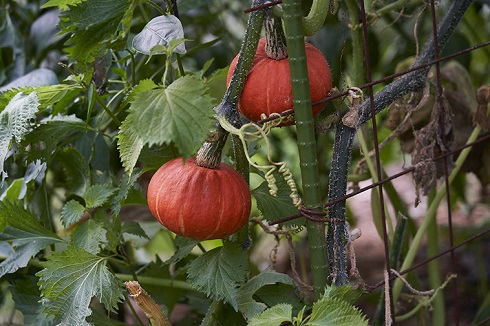 野菜