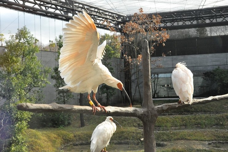 いしかわ動物園トキ