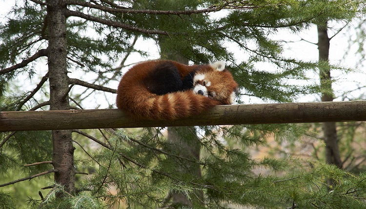 レッサーパンダ