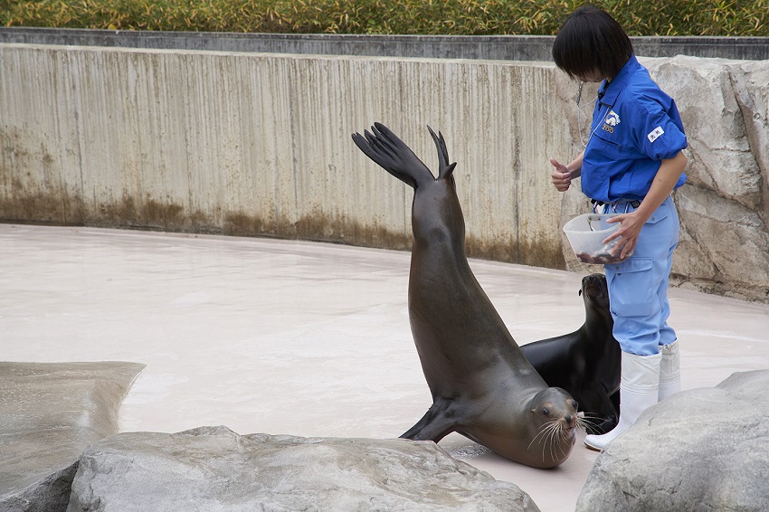 アシカと飼育員さん