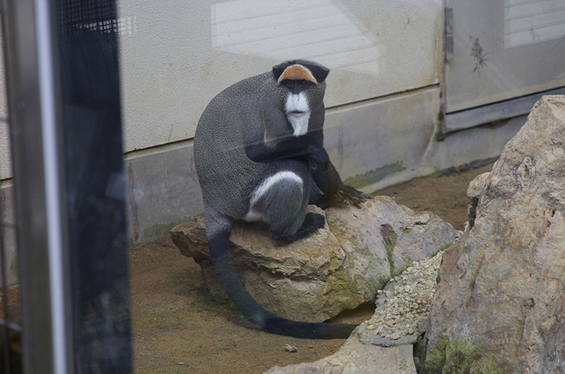 De Brazza’s monkey with an orange-hooded head (photographed November 27, 2019)