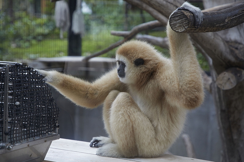 The white-handed gibbon “Sakura” that approaches us.  (photographed November 27, 2019)