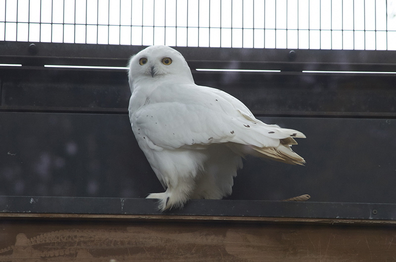 The polar owl