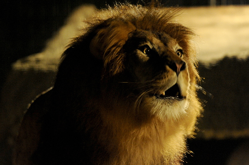 Lion in the Night Zoo