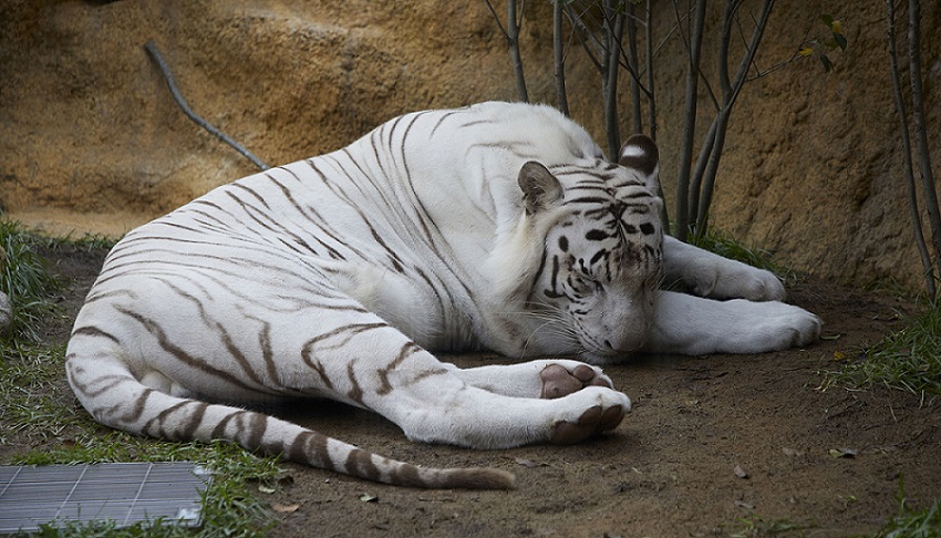 The white tiger