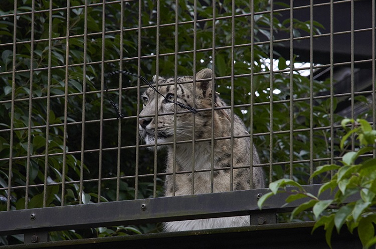 Snow leopards_02