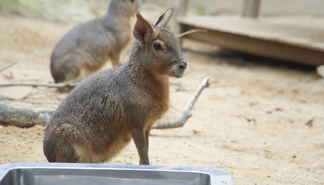 The Patagonian mara