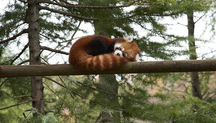 The nocturnal red panda “Marine” sleeping during the day (photographed November 27, 2019)