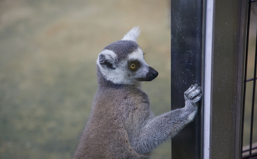 Ring-tailed lemur during warmer days (photographed September 27, 2019)