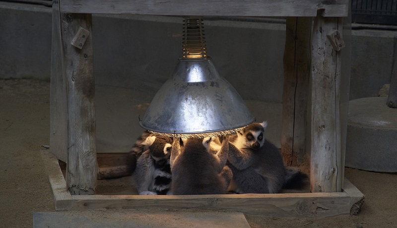 A humorous ring-tailed lemur gathered together for warmth (photographed November 27, 2019) 