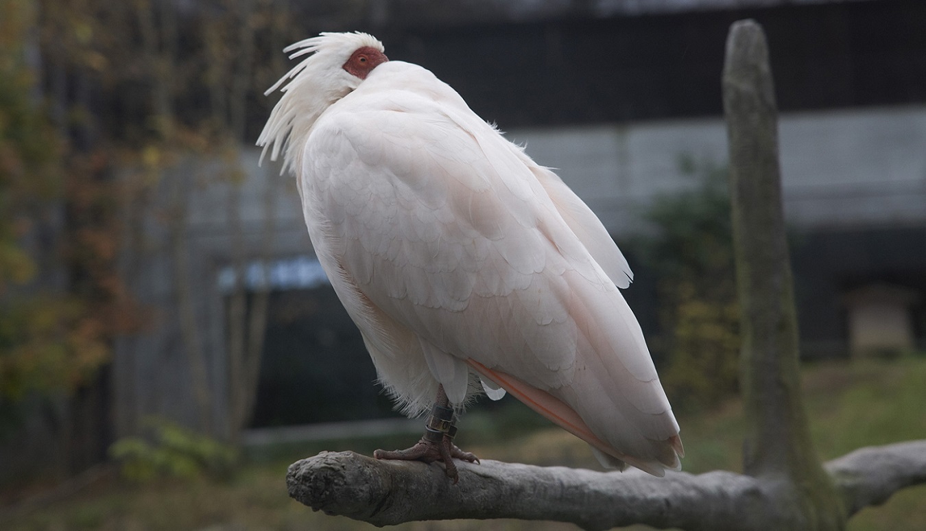 ibis