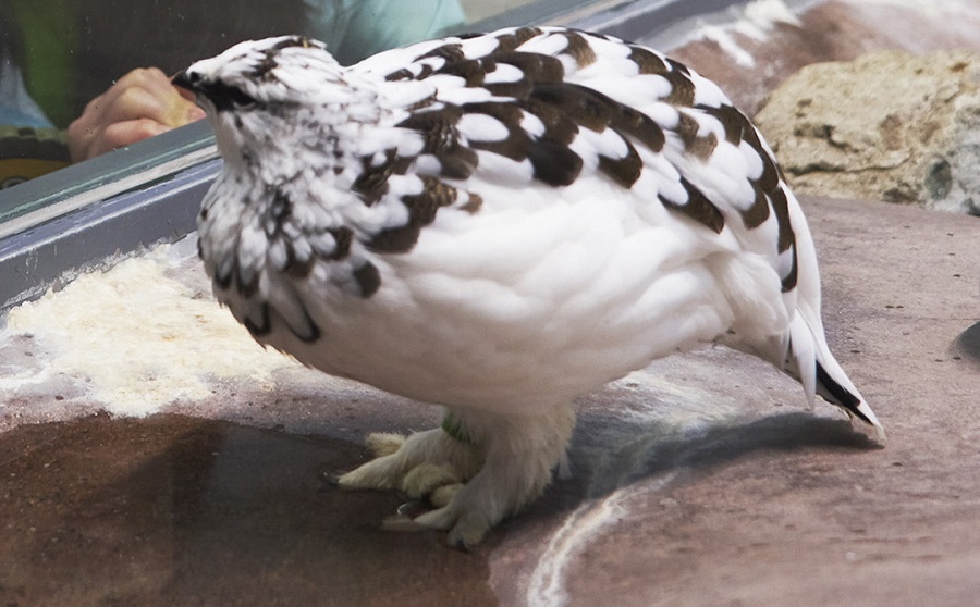 The rock ptarmigan