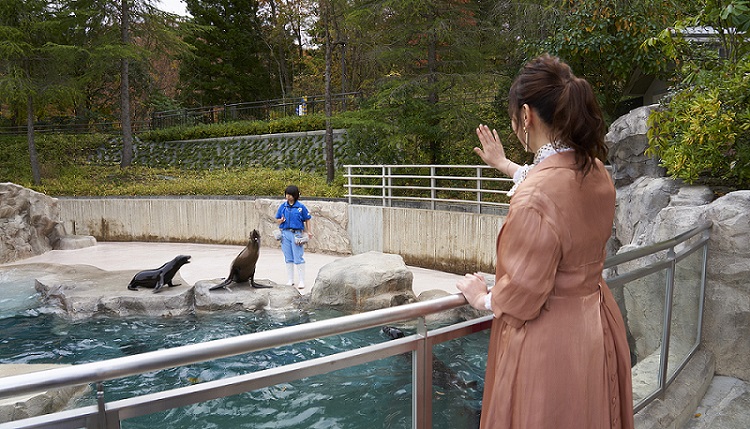 A heterogeneous exhibit of California sea lions and spotted seals