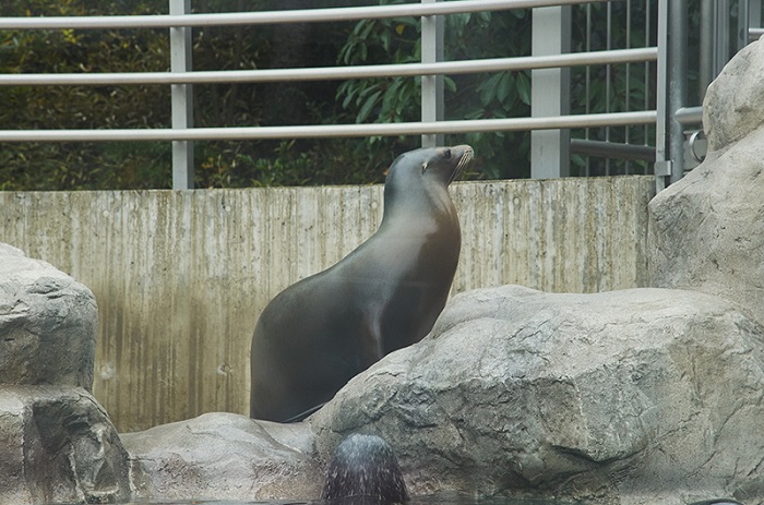 California sea lion