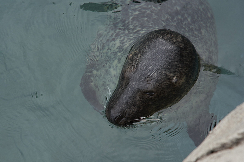 California sea lion