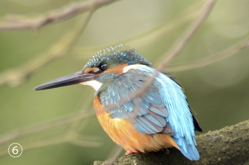 kingfishers