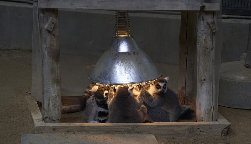 因为寒冷所以在可以取暖的地方挤成一团的环尾狐猴的有趣场景（拍摄于2019年11月27日）