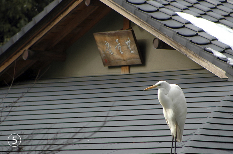 Egrets in the garden