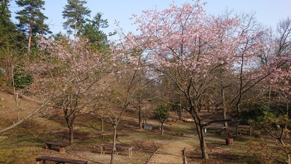 大漁桜